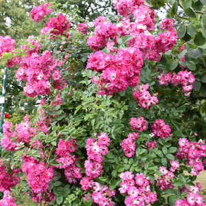 Vrtnica brez vonja - Roza - American Pillar - 